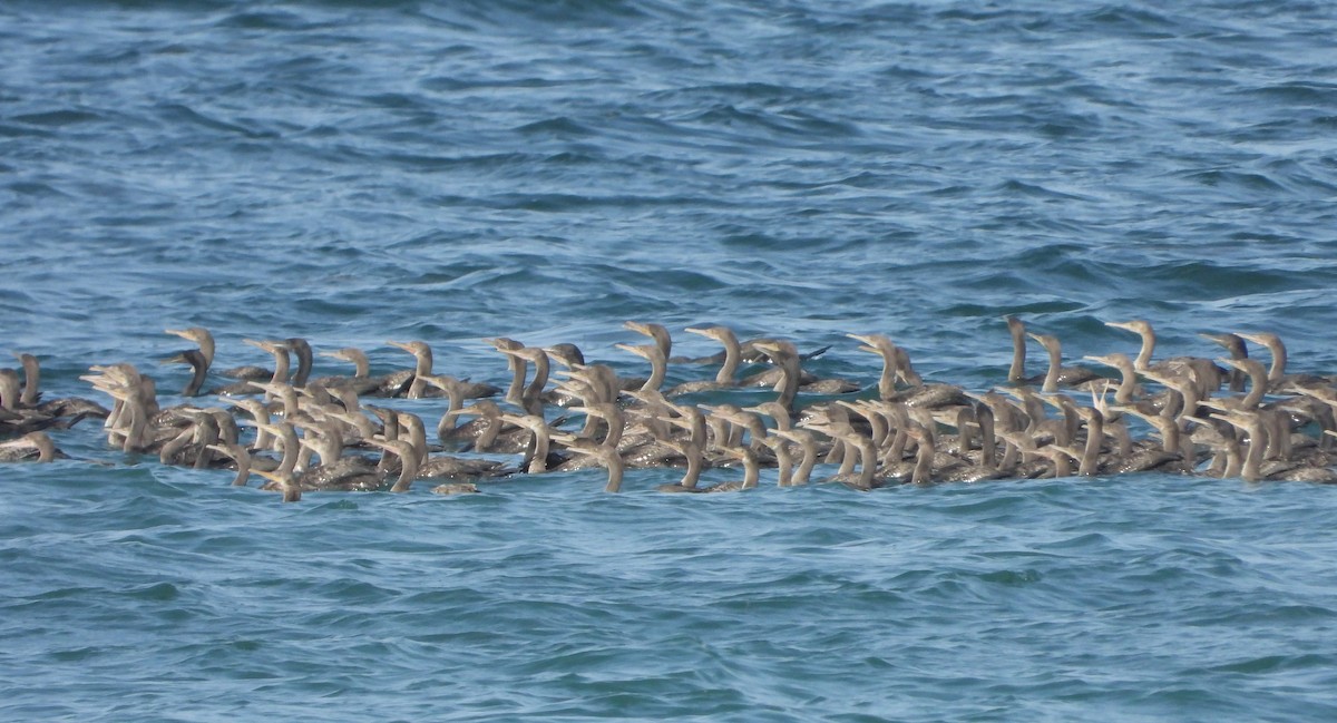 Socotra Cormorant - ML646362727