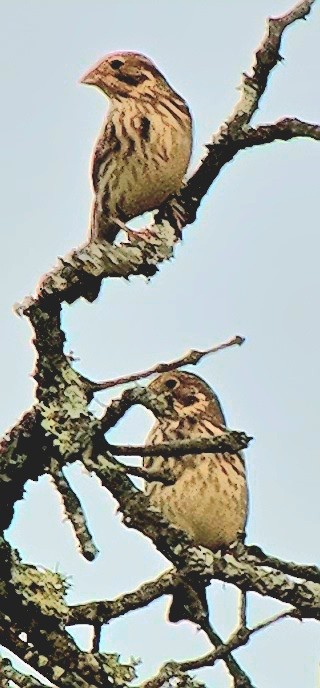 Corn Bunting - ML646362728