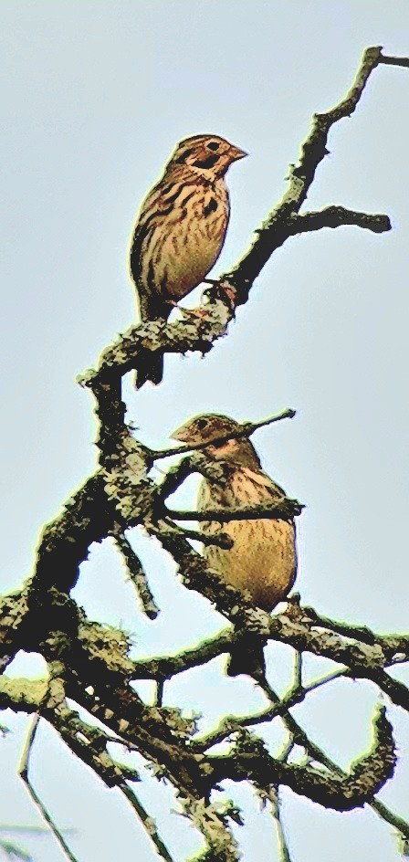 Corn Bunting - ML646362729