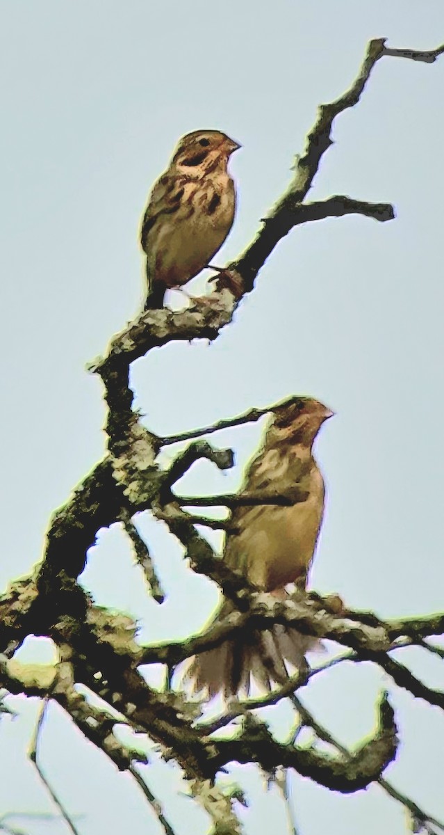 Corn Bunting - ML646362730