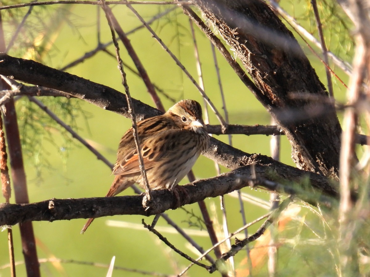 Lincoln's Sparrow - ML646362731