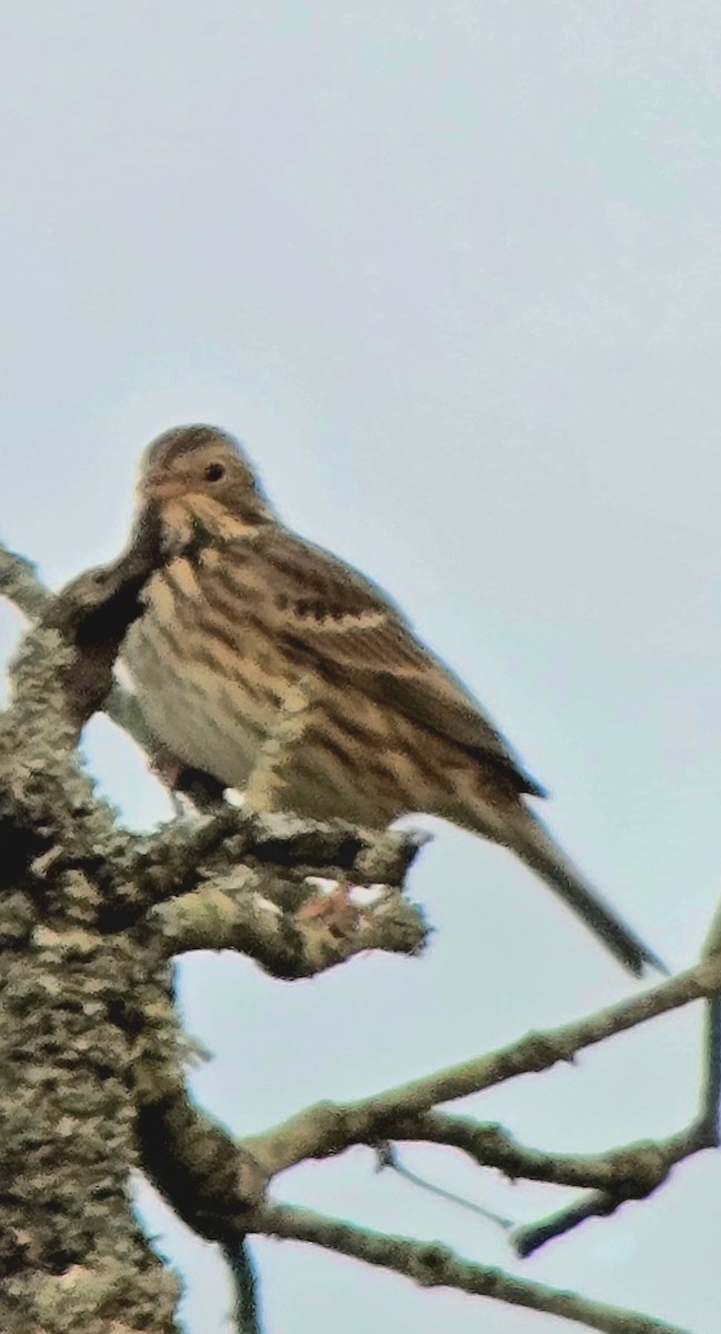 Corn Bunting - ML646362732