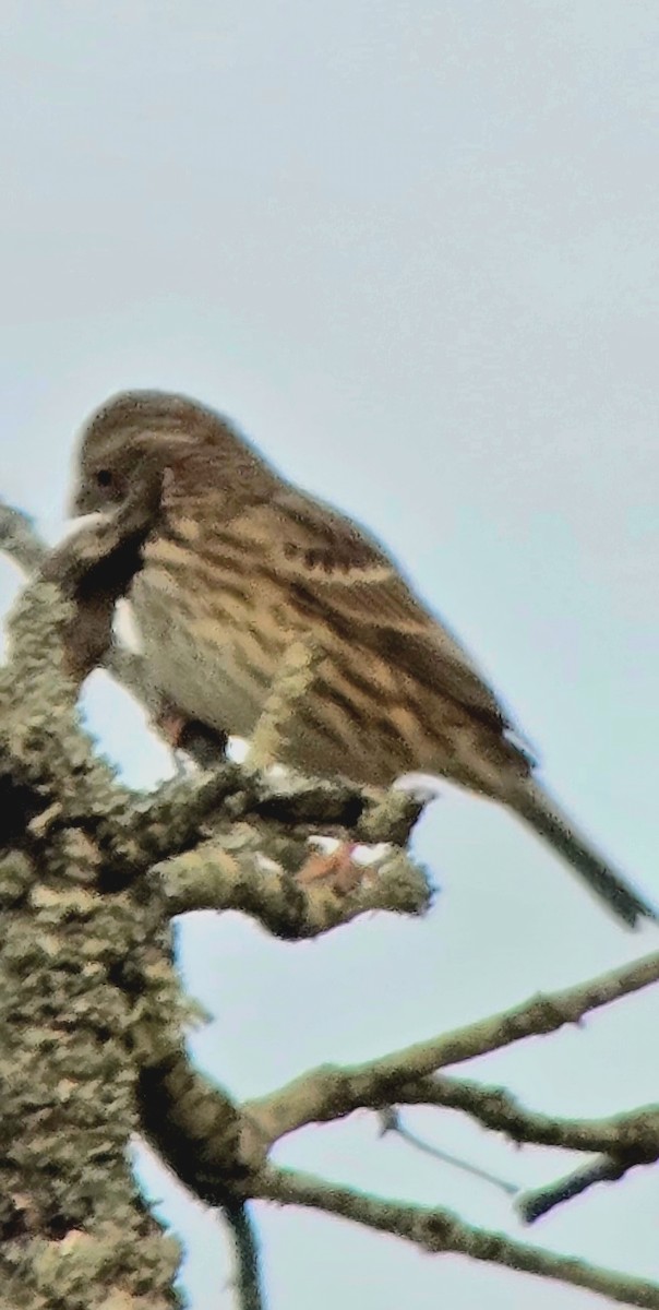 Corn Bunting - ML646362733