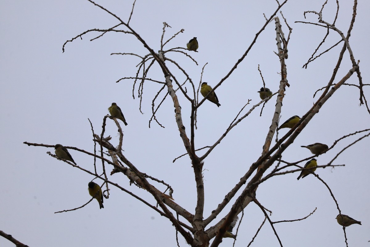 Lesser Goldfinch - ML646362734