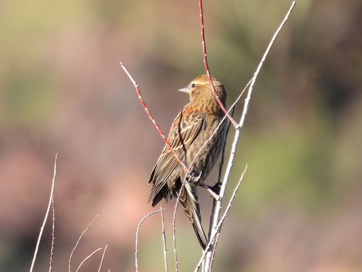 Red-winged Blackbird - ML646362736