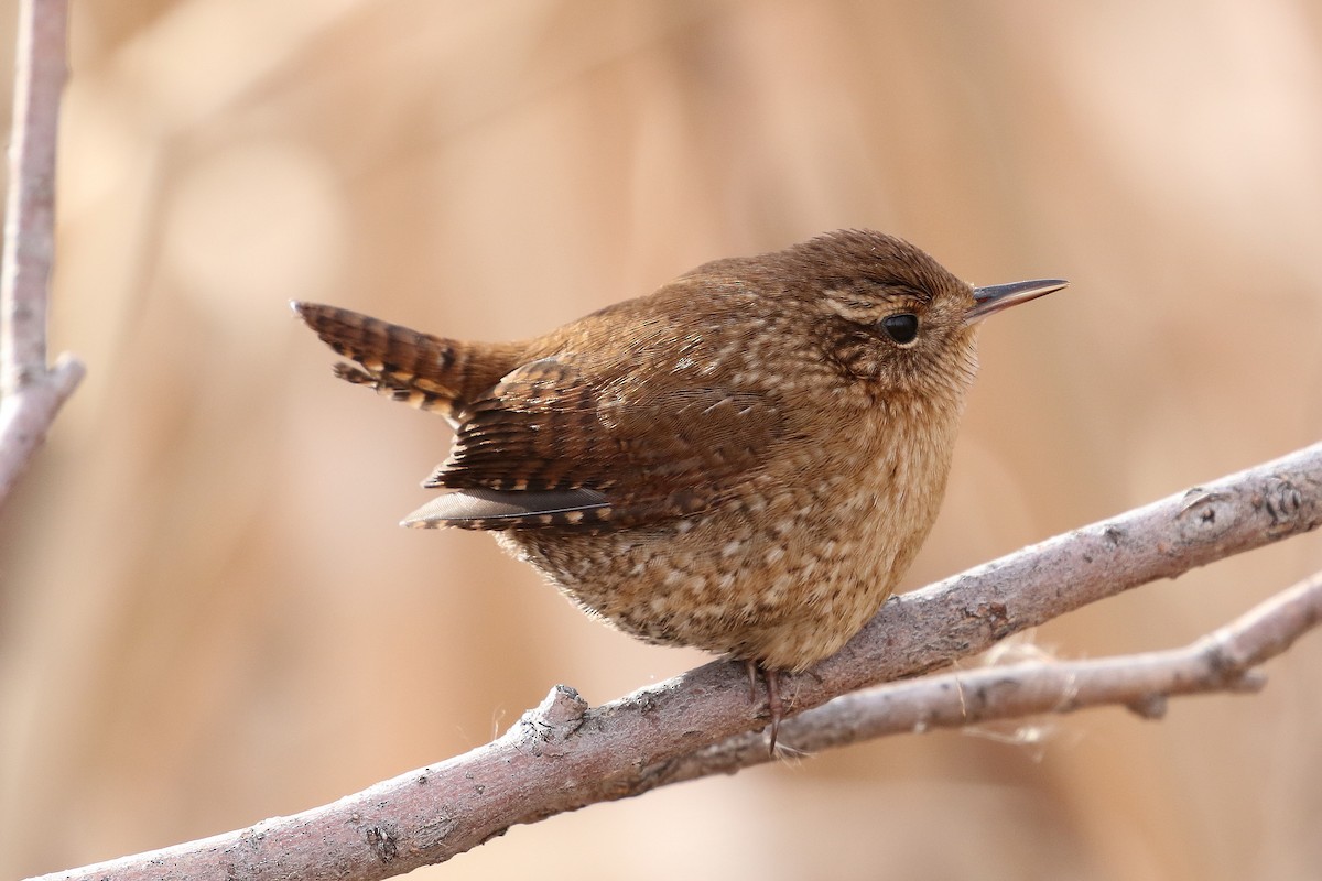 Winter Wren - ML646362737