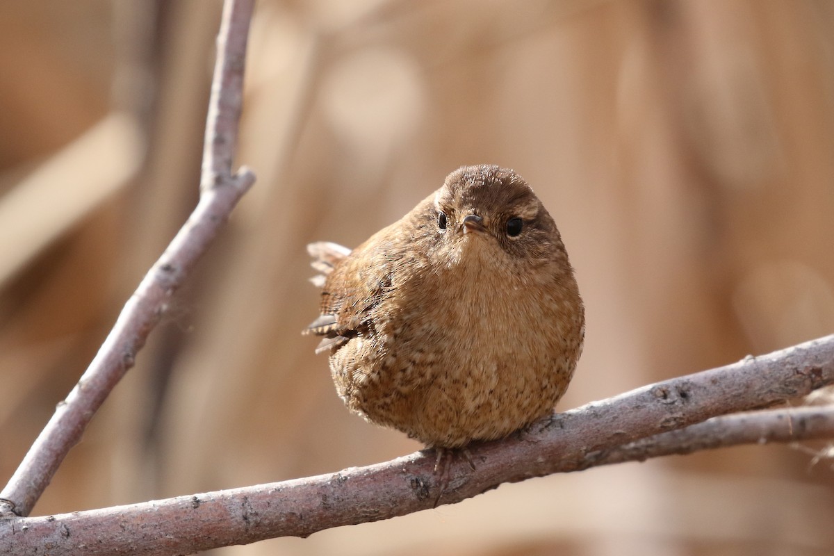 Winter Wren - ML646362740