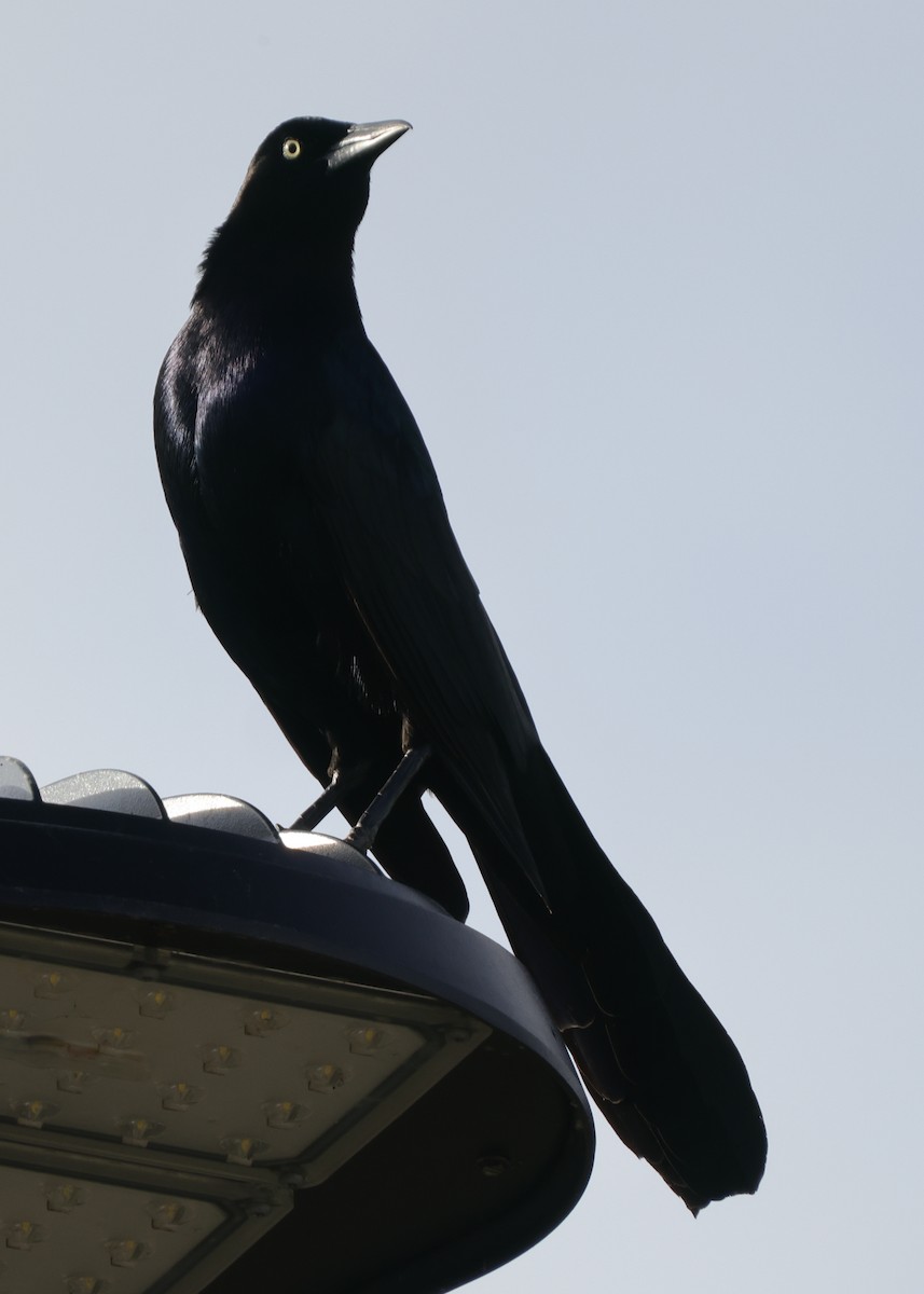 Boat-tailed Grackle - ML646362741
