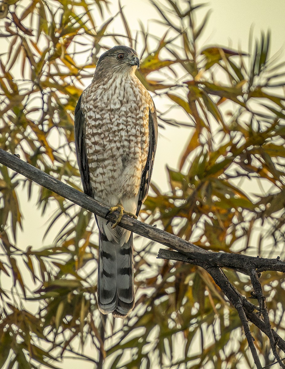 Cooper's Hawk - ML646362742