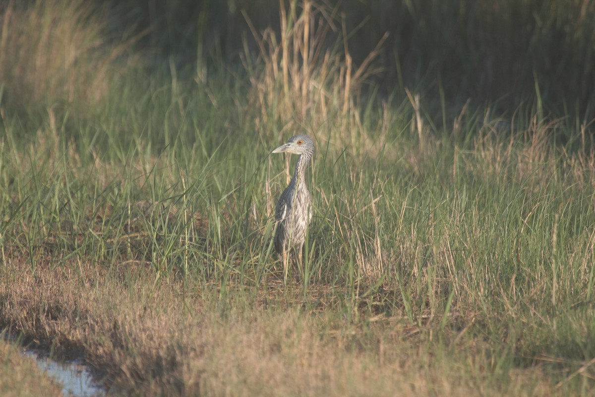 אנפת לילה צהובת-כיפה - ML646362743