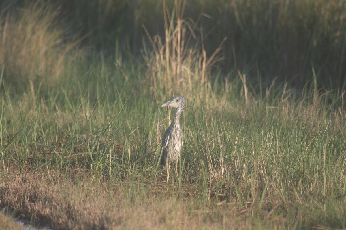 אנפת לילה צהובת-כיפה - ML646362744