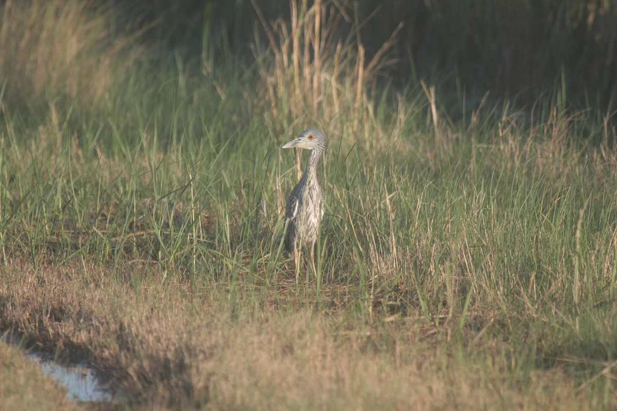 אנפת לילה צהובת-כיפה - ML646362745