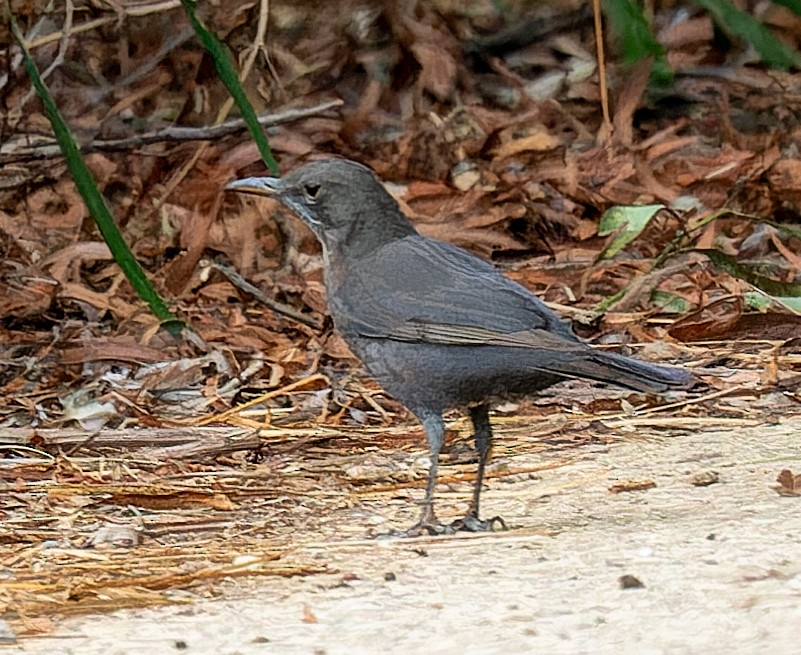 Eurasian Blackbird - ML646362746