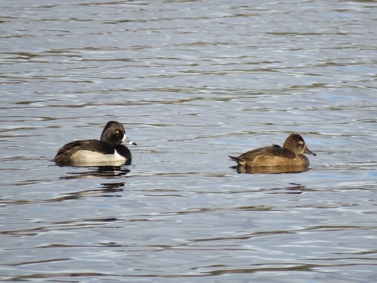 Ring-necked Duck - ML646362748