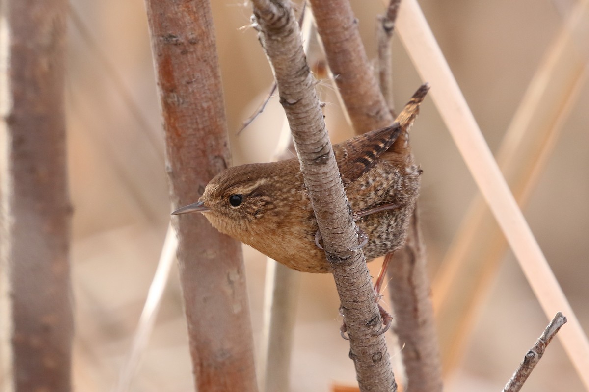 Winter Wren - ML646362749