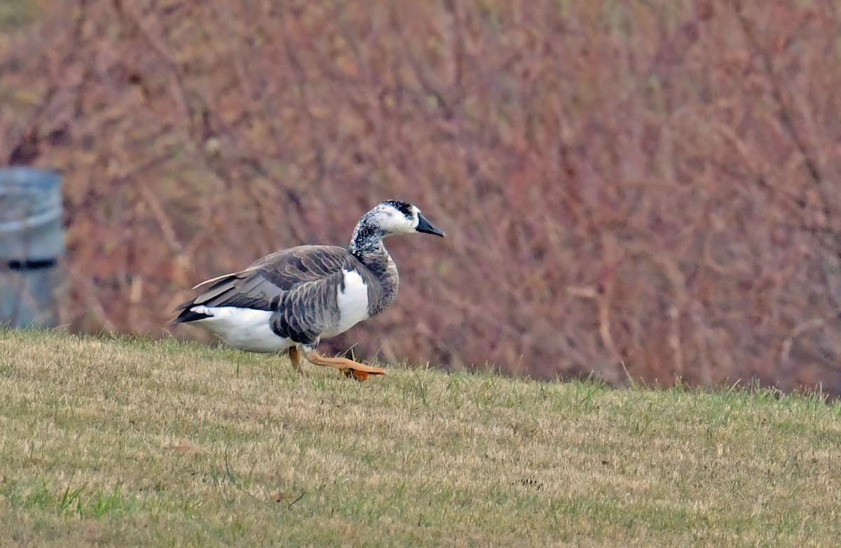 Swan x Canada Goose (hybrid) - ML646362750