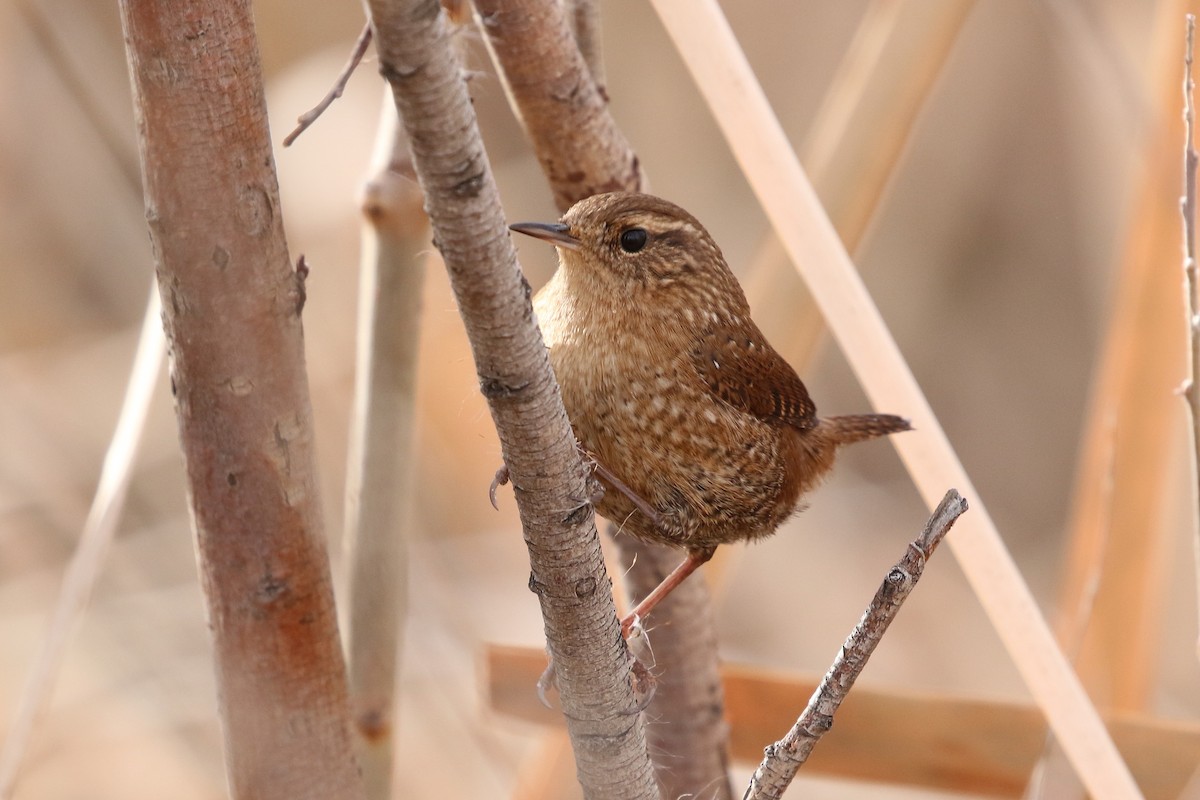 Winter Wren - ML646362753