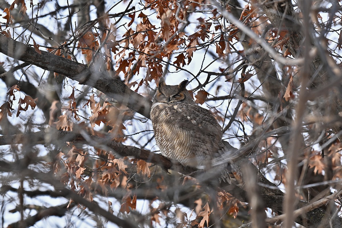Great Horned Owl - ML646362754