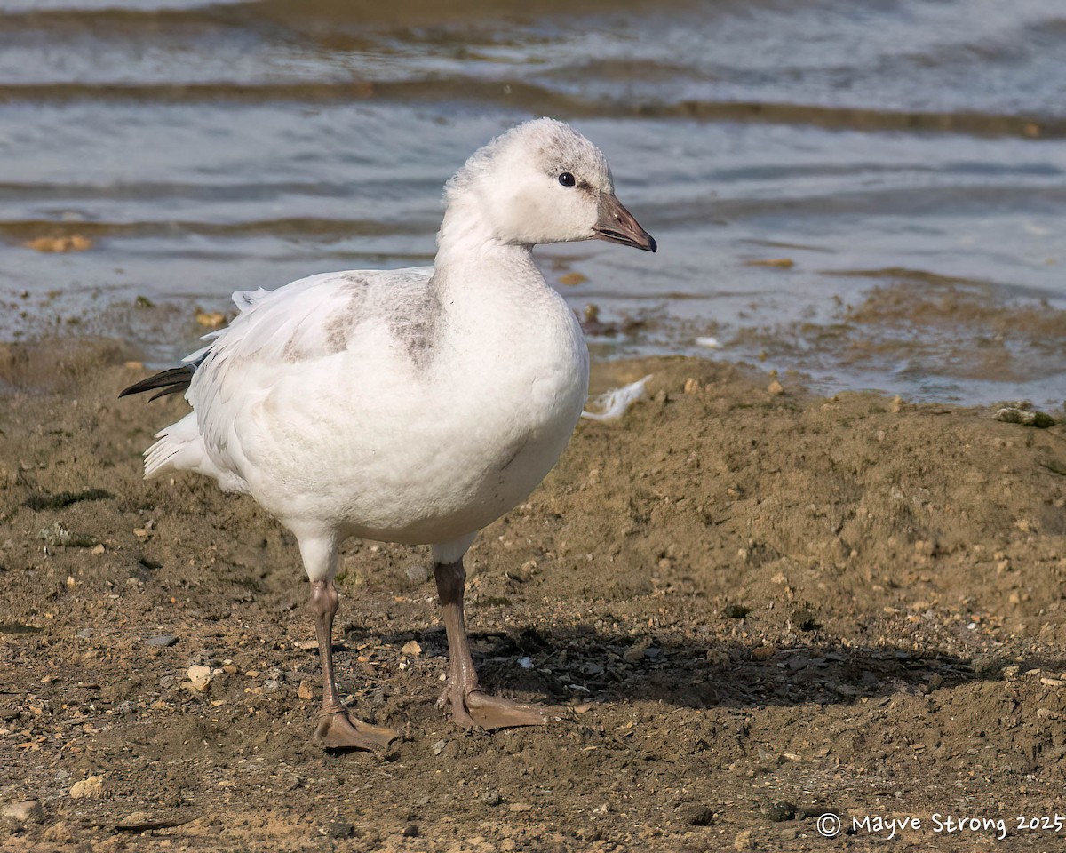 Ross's Goose - ML646362755