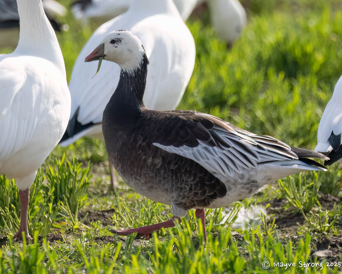 Ross's Goose - ML646362761