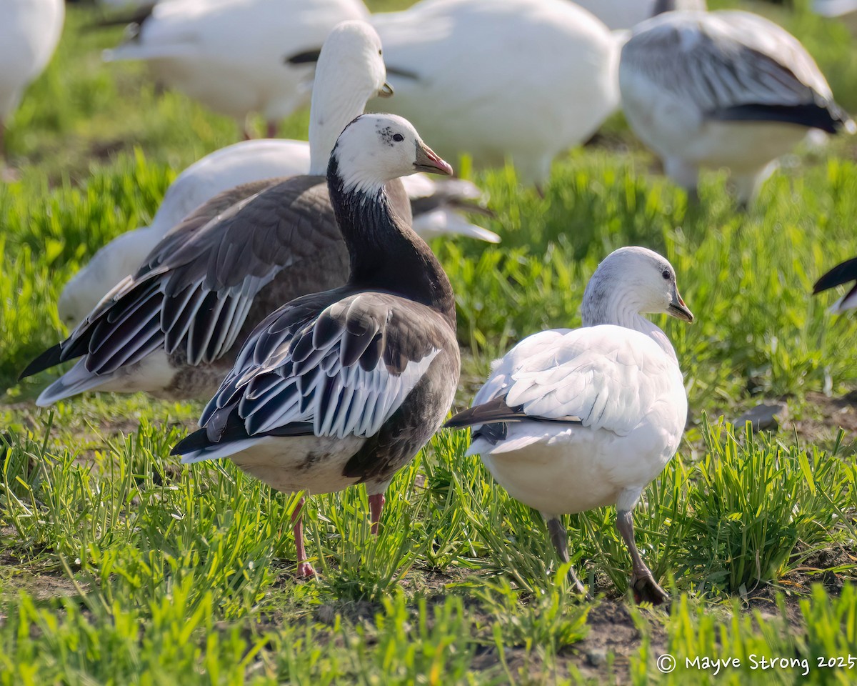 Ross's Goose - ML646362762
