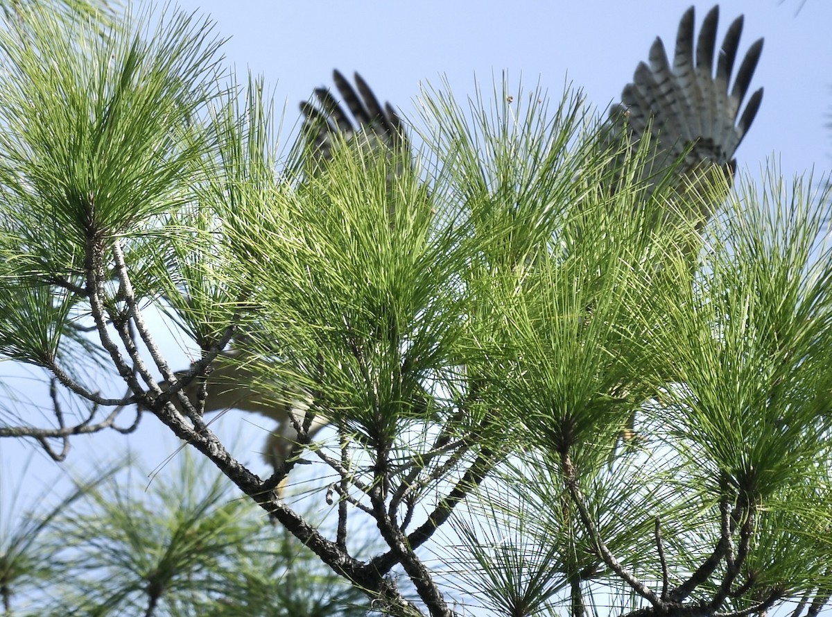 Kızıl Omuzlu Şahin - ML646362769