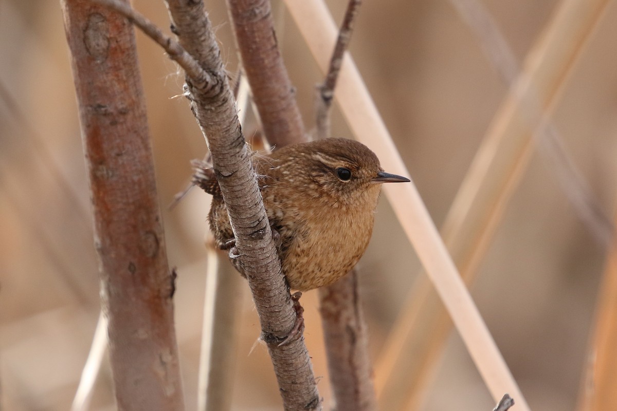 Winter Wren - ML646362770