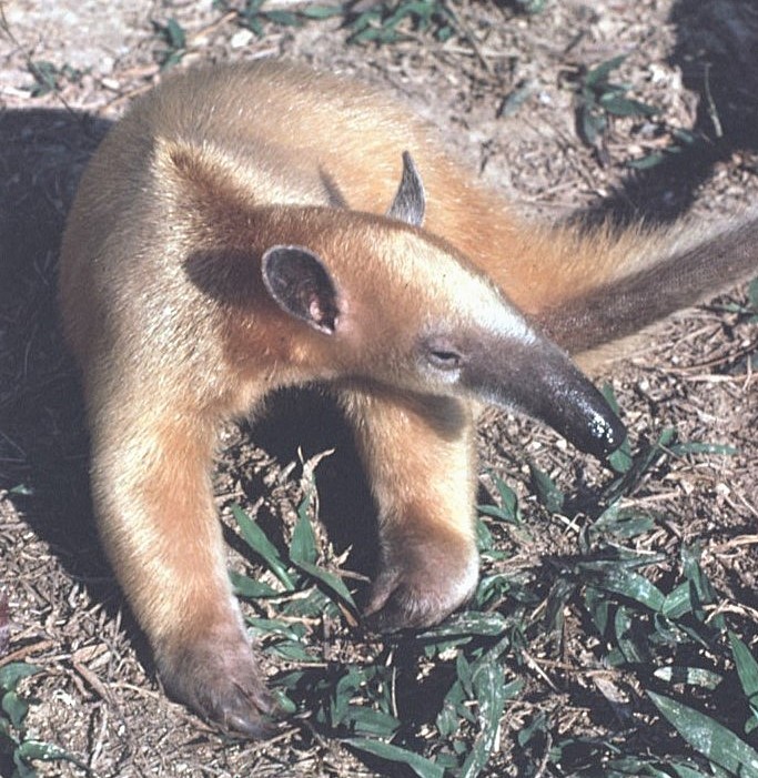 Southern Tamandua - ML646362772