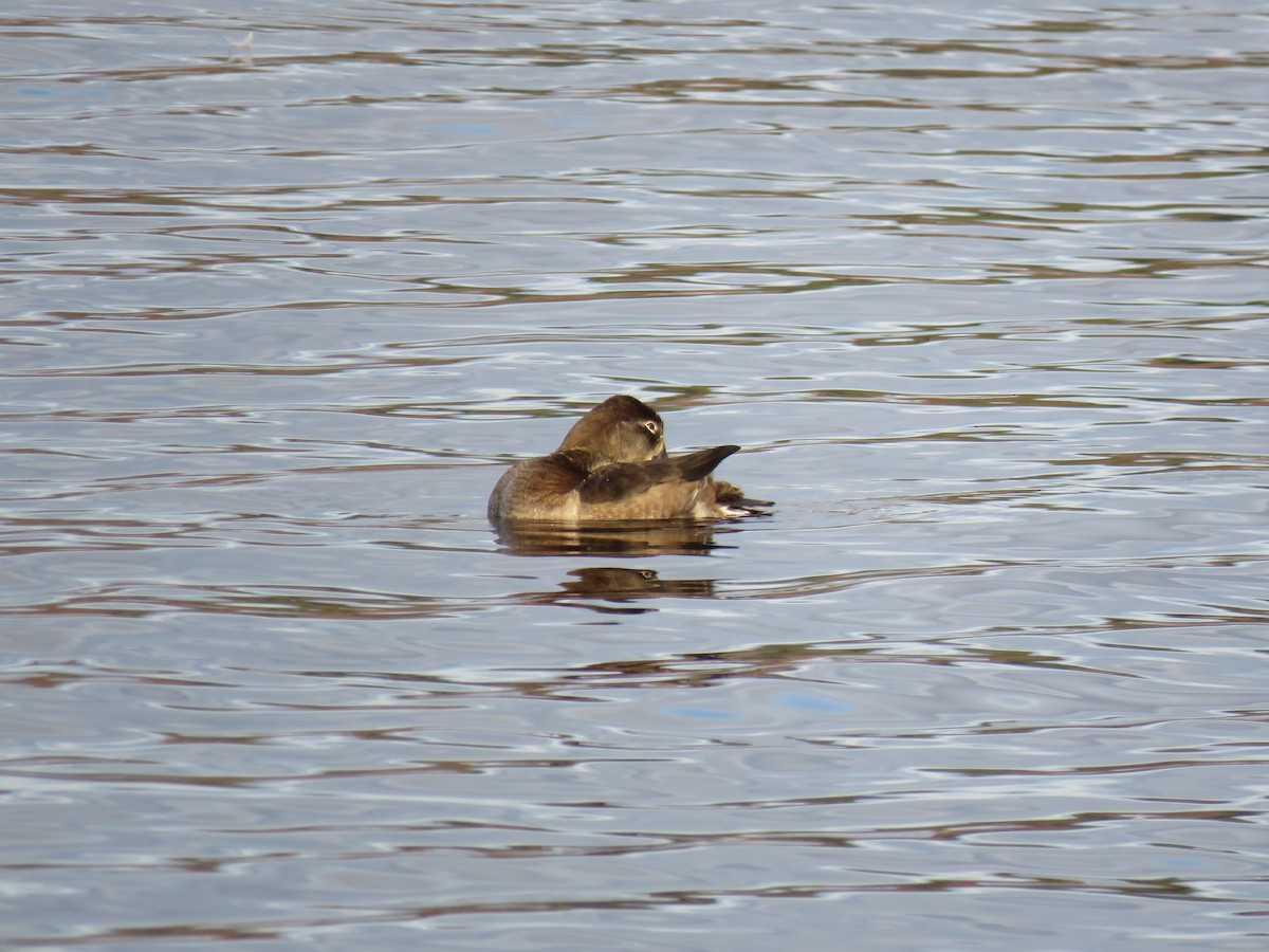 Ring-necked Duck - ML646362773