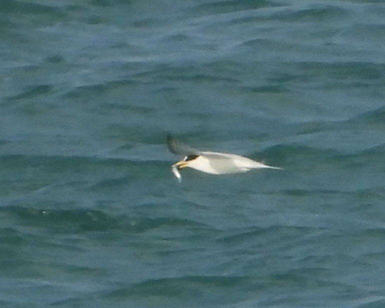 Saunders's Tern - ML646362775