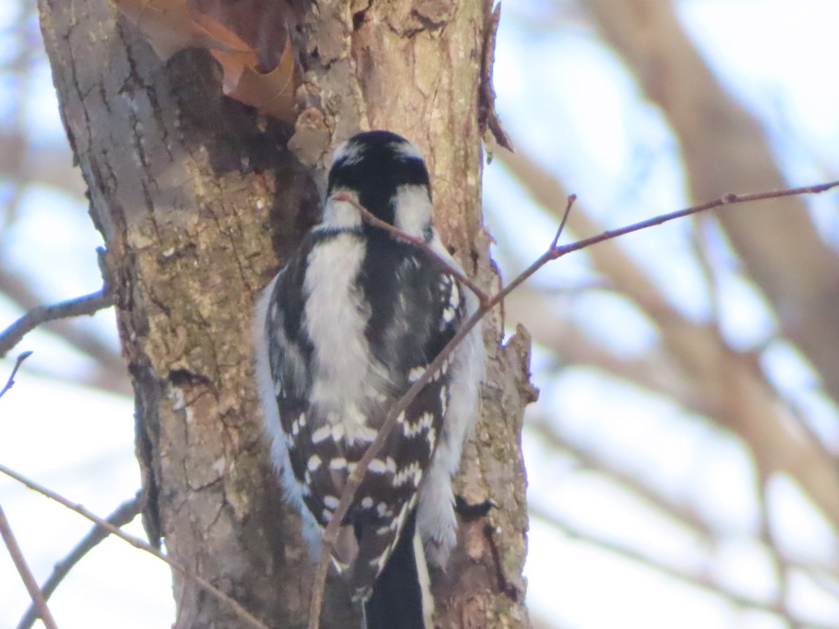 Downy Woodpecker - ML646362776