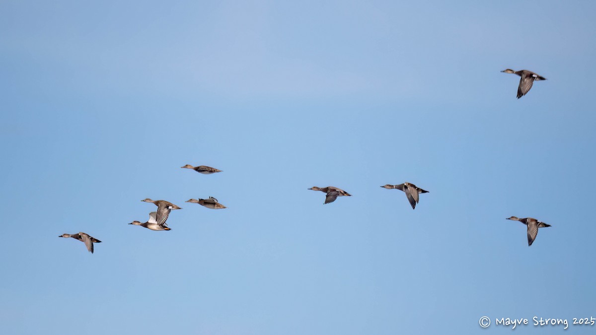 オカヨシガモ - ML646362777