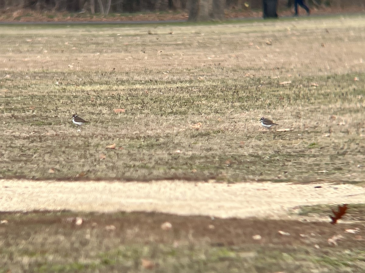 Killdeer - ML646362778