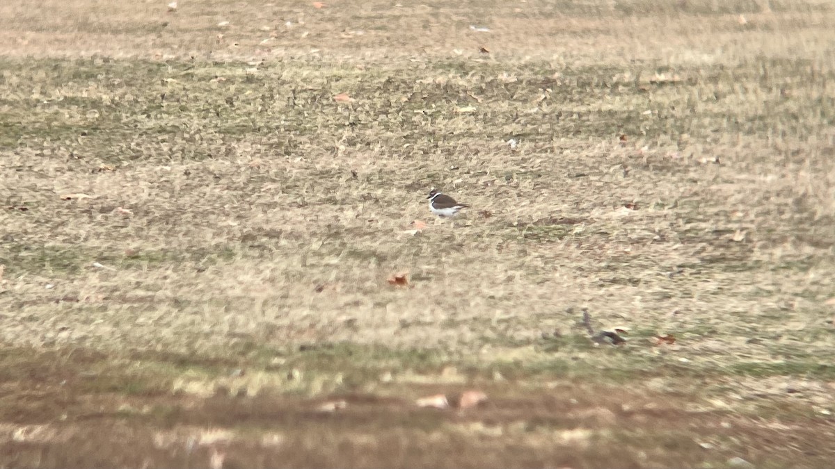 Killdeer - ML646362779