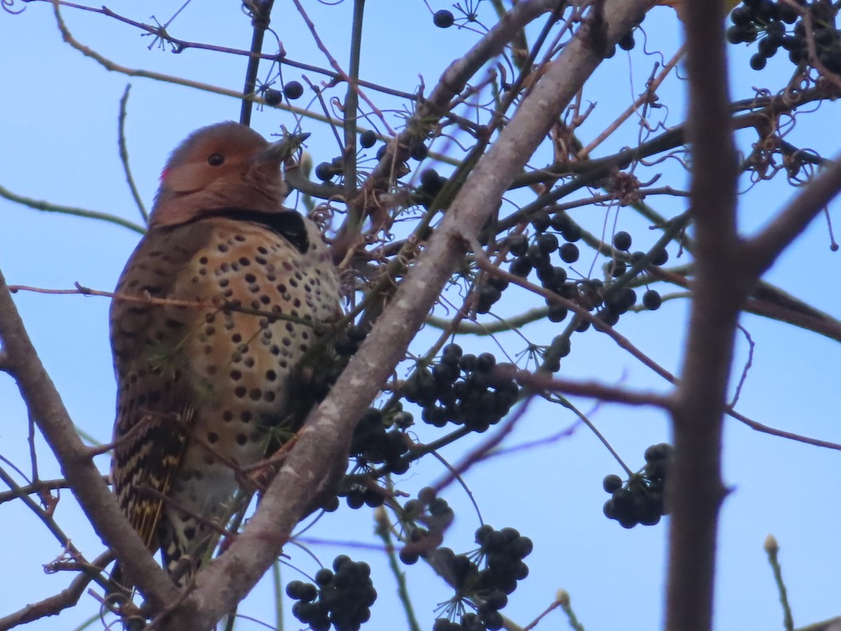 Northern Flicker - ML646362780