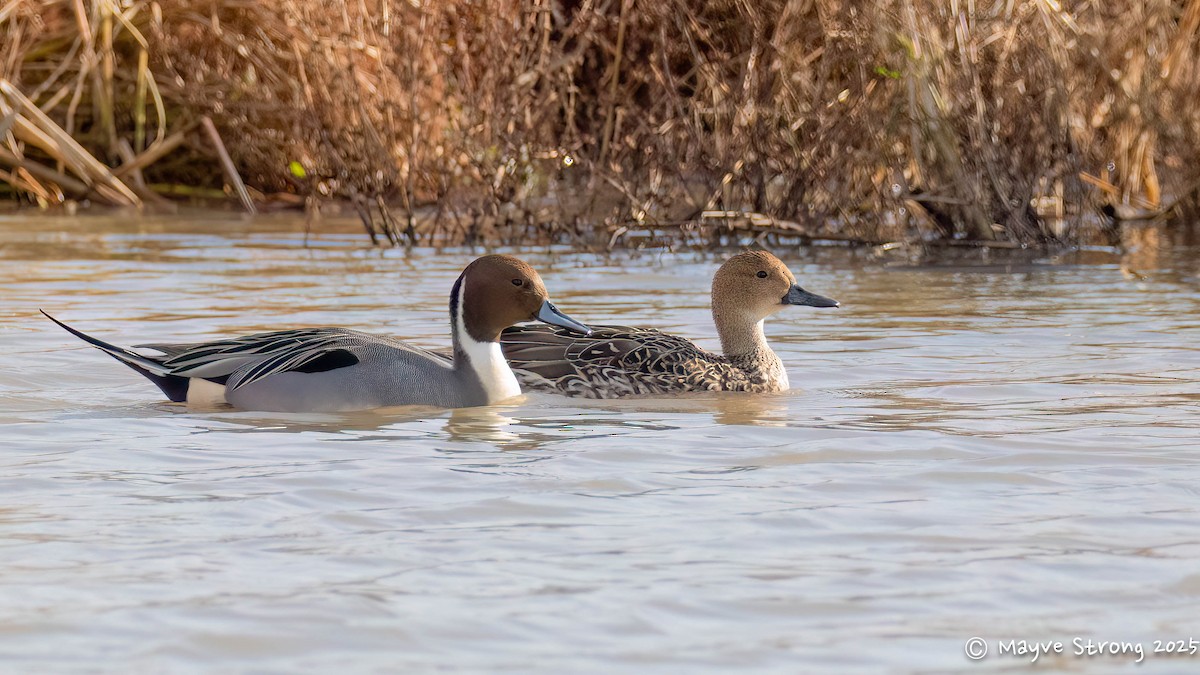 Northern Pintail - ML646362783