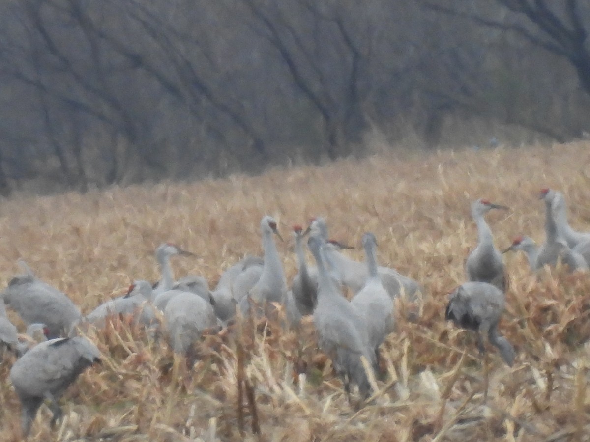 Sandhill Crane - ML646362784