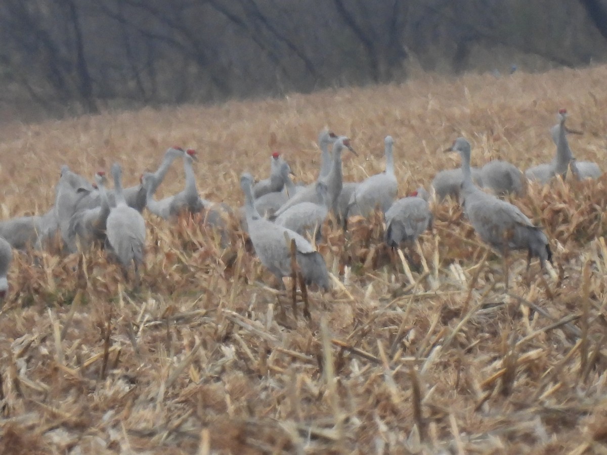 Sandhill Crane - ML646362785