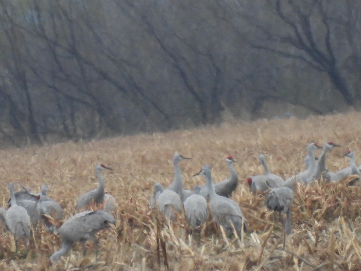 Sandhill Crane - ML646362786