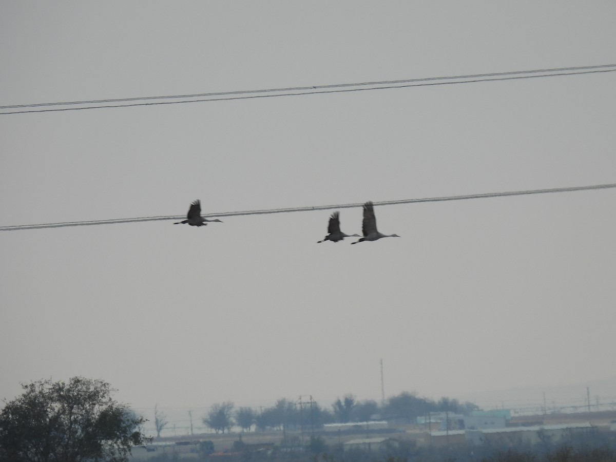 Sandhill Crane - ML646362787