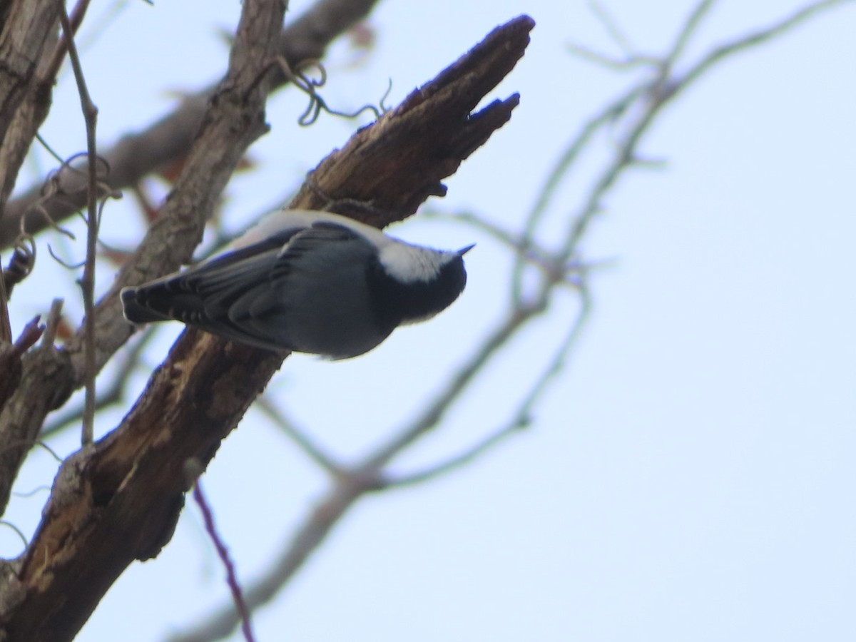White-breasted Nuthatch - ML646362788