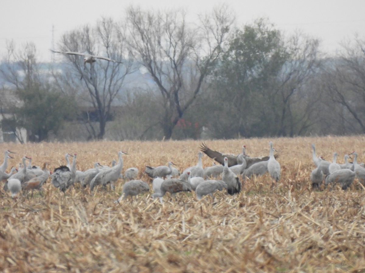 Sandhill Crane - ML646362789