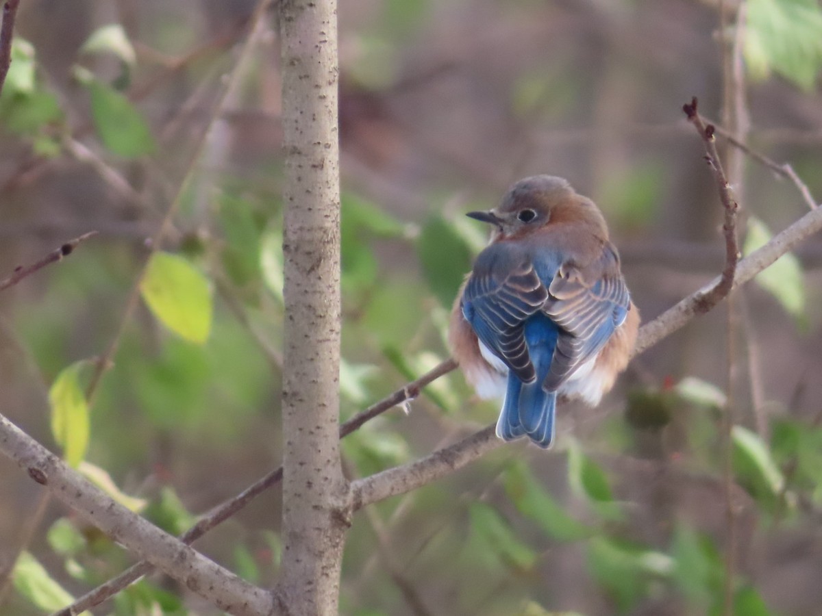 Eastern Bluebird - ML646362802