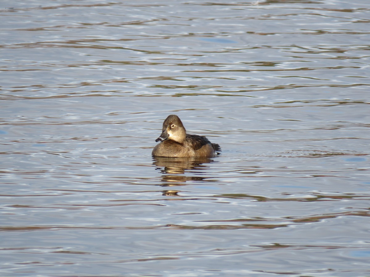 Ring-necked Duck - ML646362804