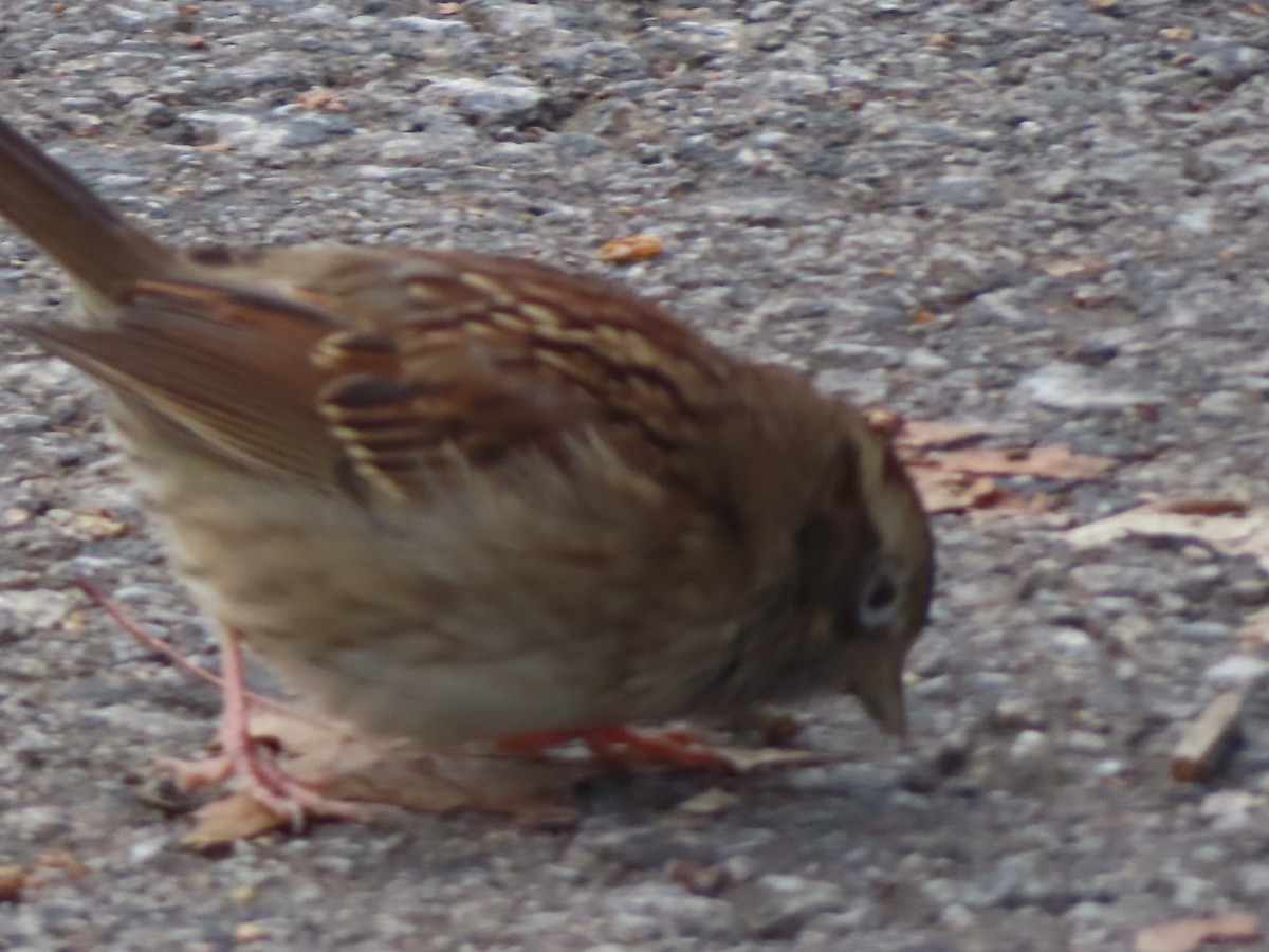 White-throated Sparrow - ML646362805