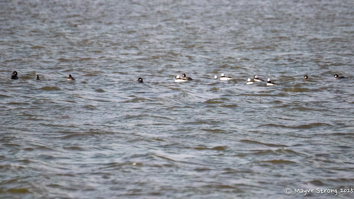 Bufflehead - ML646362806
