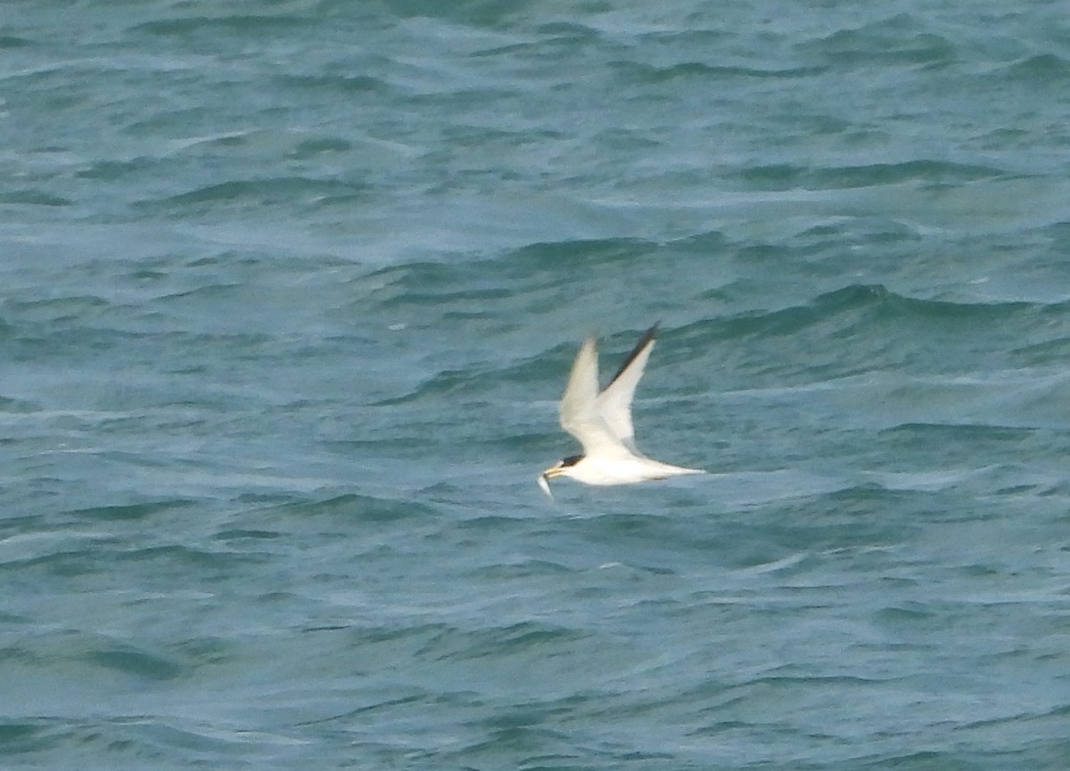 Saunders's Tern - ML646362808