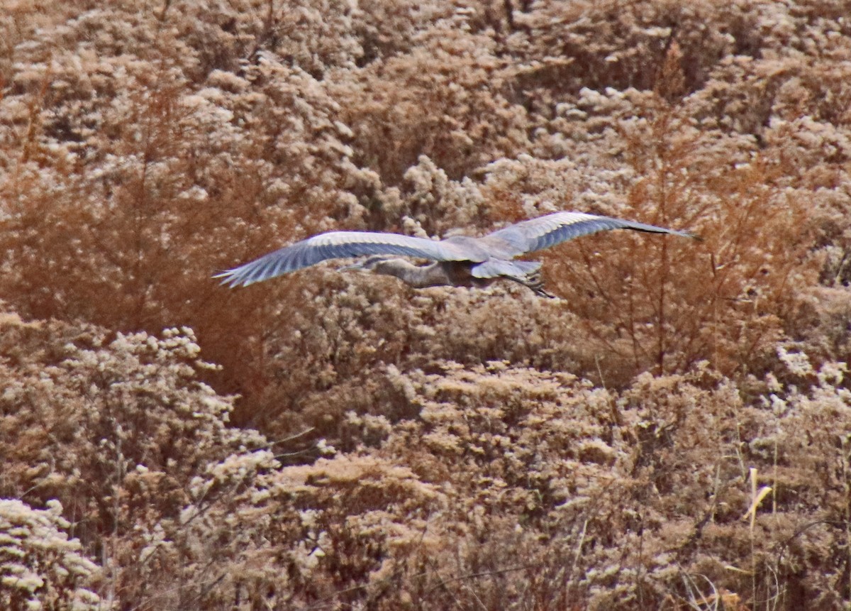 Great Blue Heron - ML646362809