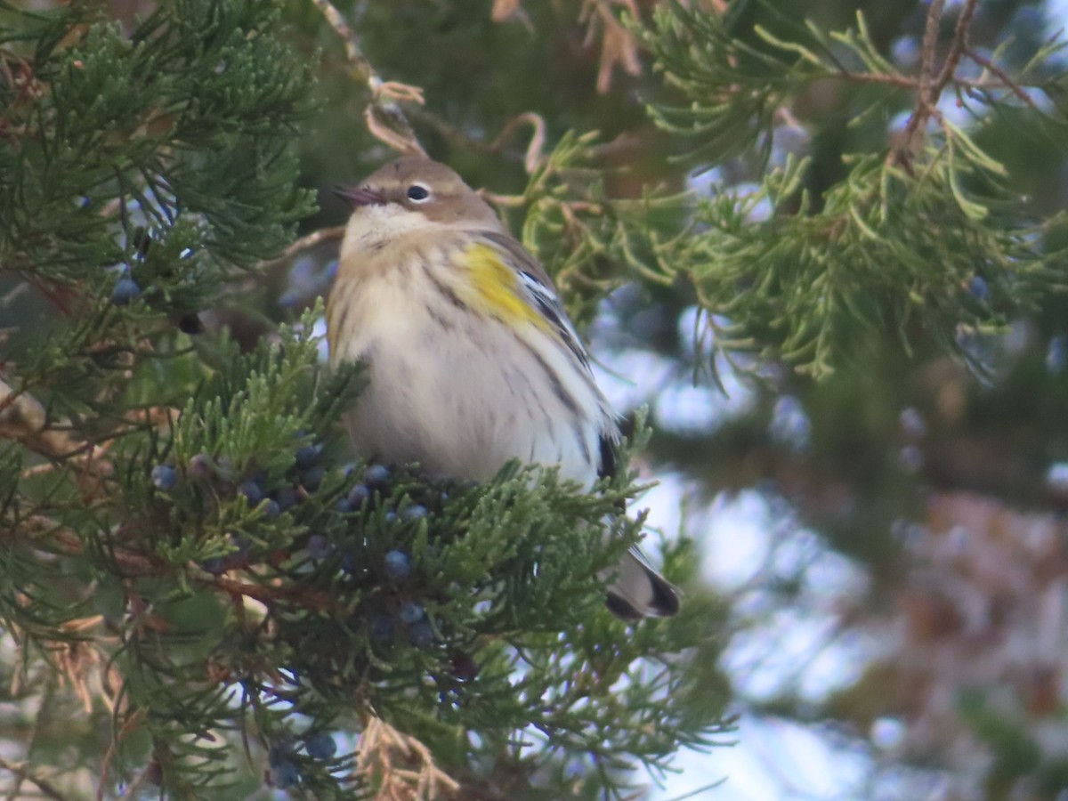 Yellow-rumped Warbler - ML646362810