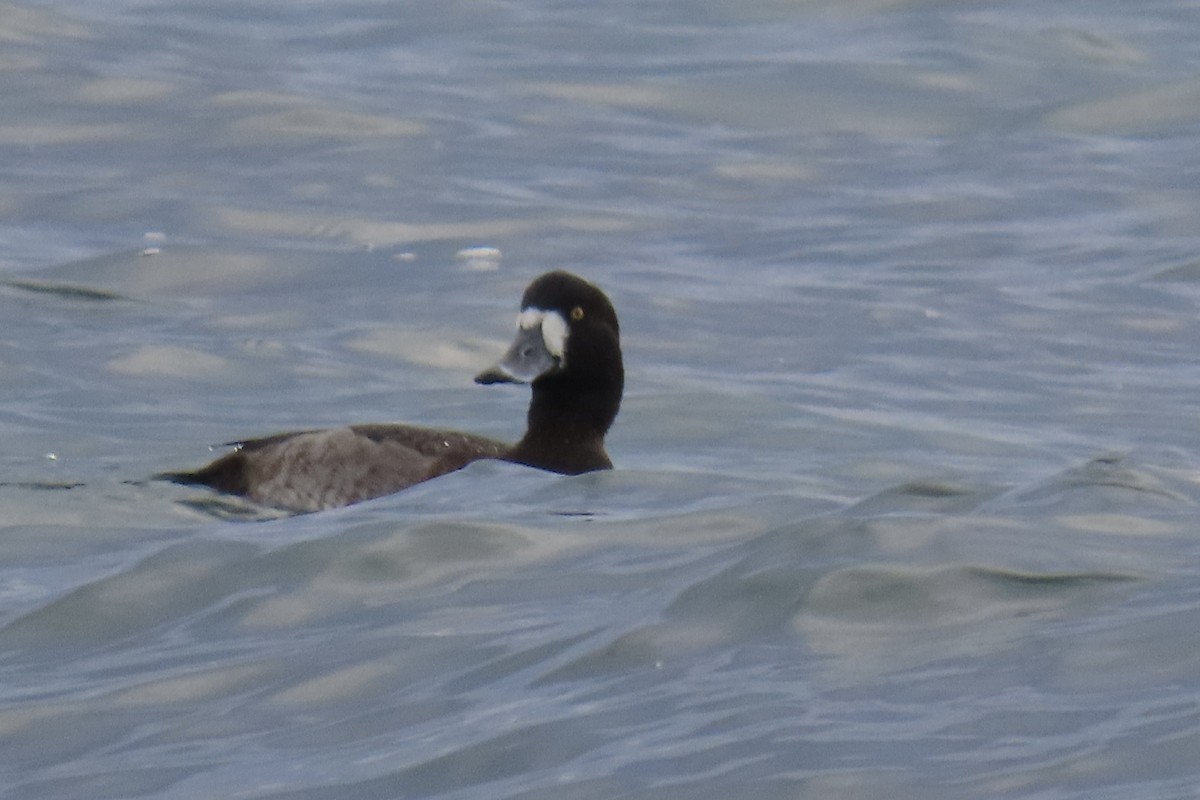 Fuligule milouinan - ML646362811